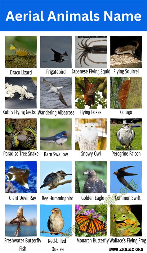 air animals pictures with names|10,000+ Free Flying Animals & Bird Images .